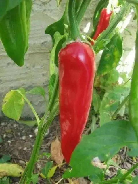 LONG Hot Pepper Seeds (GO-CHU ) Capsicum annuum - Asian vegetables - Caribbean garden seed
