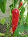 LONG Hot Pepper Seeds (GO-CHU ) Capsicum annuum - Asian vegetables - Caribbean garden seed