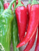 LONG Hot Pepper Seeds (GO-CHU ) Capsicum annuum - Asian vegetables - Caribbean garden seed