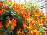 Lotus Vine ( LIVE STARTER PLANT) Parrot's Beak - Caribbean garden seed