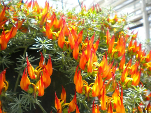 Lotus Vine ( LIVE STARTER PLANT) Parrot's Beak - Caribbean garden seed