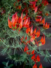 Lotus Vine ( LIVE STARTER PLANT) Parrot's Beak - Caribbean garden seed