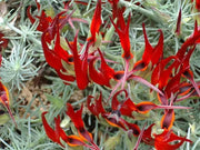 Lotus Vine ( LIVE STARTER PLANT) Parrot's Beak - Caribbean garden seed
