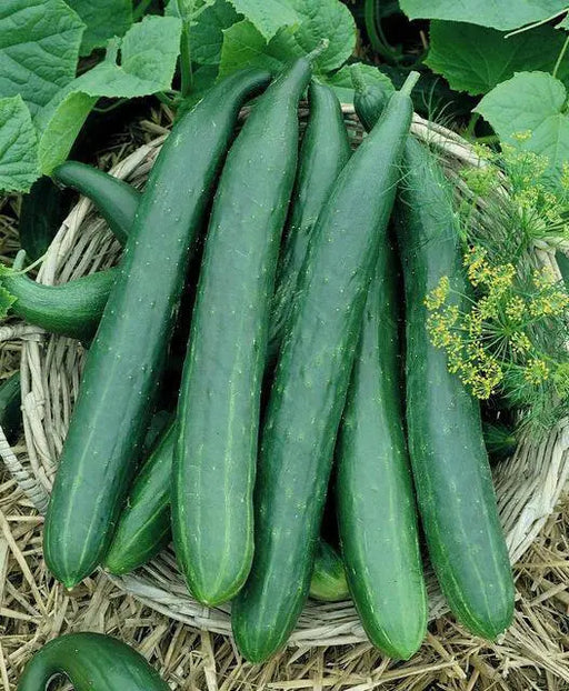 Long Green Improved Cucumber Seeds, Annual Vegetale - Caribbean garden seed