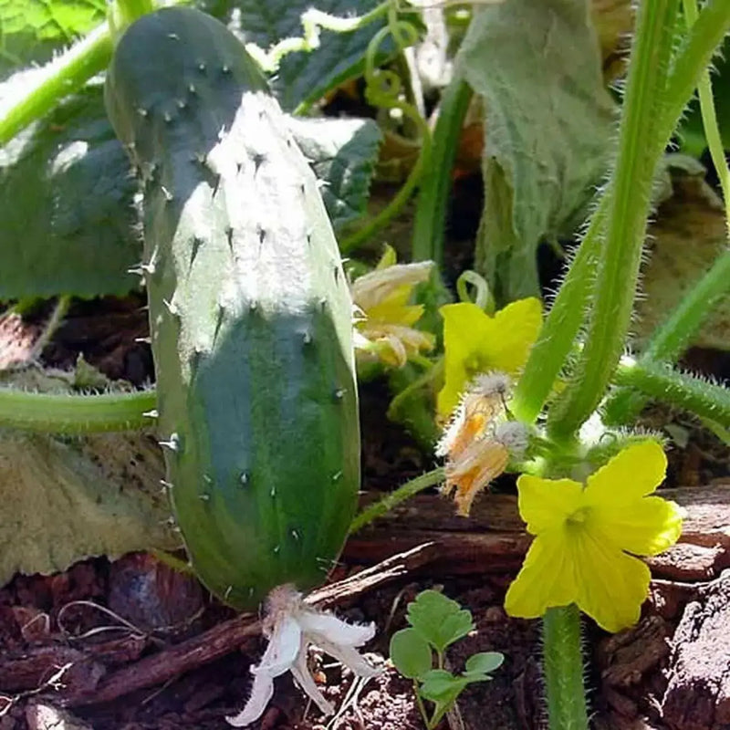 Long Green Improved Cucumber Seeds, Annual Vegetale - Caribbean garden seed