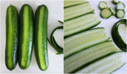 Long Green Improved Cucumber Seeds, Annual Vegetale - Caribbean garden seed