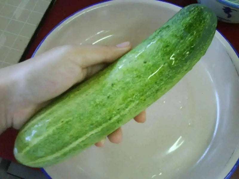 Long Green Improved Cucumber Seeds, Annual Vegetale - Caribbean garden seed