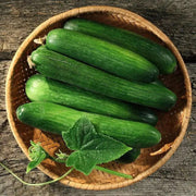 Long Green Improved Cucumber Seeds, Annual Vegetale - Caribbean garden seed