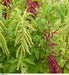 Love Lies Bleeding (Amaranthus Caudatus MIXED) FLOWERS Seeds, - Caribbean garden seed