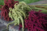 Love Lies Bleeding (Amaranthus Caudatus MIXED) FLOWERS Seeds, - Caribbean garden seed