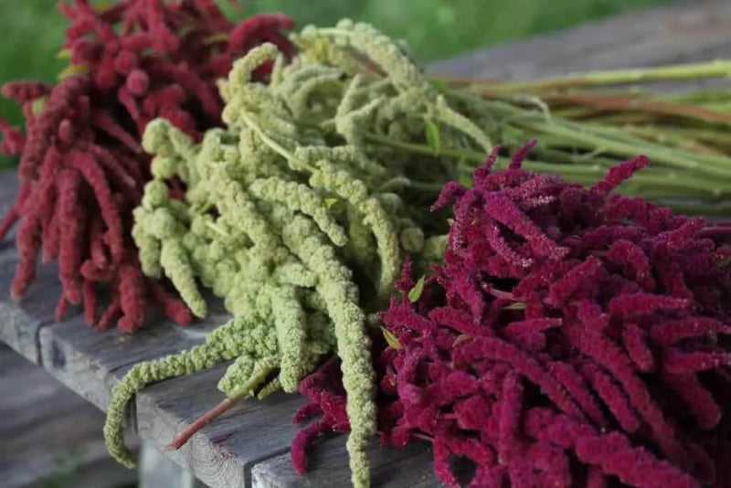 Love Lies Bleeding (Amaranthus Caudatus MIXED) FLOWERS Seeds, - Caribbean garden seed
