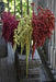 Love Lies Bleeding (Amaranthus Caudatus MIXED) FLOWERS Seeds, - Caribbean garden seed