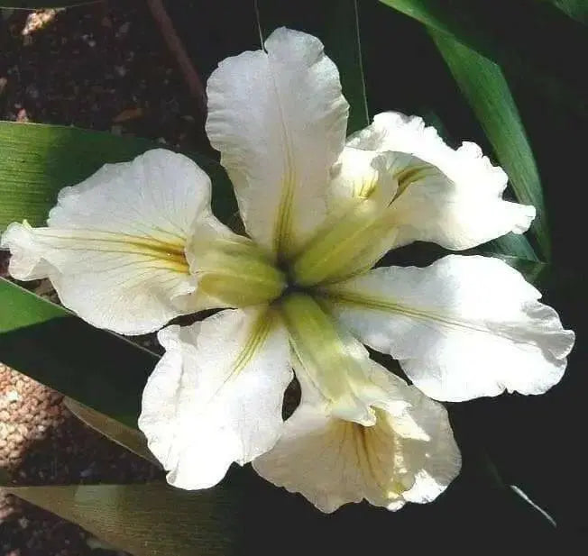 Louisiana Iris "Marie Dolores" (2 tuber/rhizomes) 2 year division. Bloom,Early and mid-spring" - Caribbean garden seed