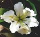 Louisiana Iris "Marie Dolores" (2 tuber/rhizomes) 2 year division. Bloom,Early and mid-spring" - Caribbean garden seed