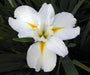 Louisiana Iris "Marie Dolores" (2 tuber/rhizomes) 2 year division. Bloom,Early and mid-spring" - Caribbean garden seed