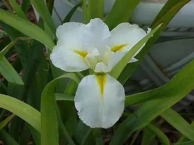 Louisiana Iris "Marie Dolores" (2 tuber/rhizomes) 2 year division. Bloom,Early and mid-spring" - Caribbean garden seed