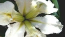 Louisiana Iris "Marie Dolores" (2 tuber/rhizomes) 2 year division. Bloom,Early and mid-spring" - Caribbean garden seed