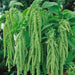 Love Lies Bleeding (Amaranthus Caudatus Green) FLOWERS Seeds, - Caribbean garden seed