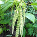 Love Lies Bleeding (Amaranthus Caudatus Green) FLOWERS Seeds, - Caribbean garden seed