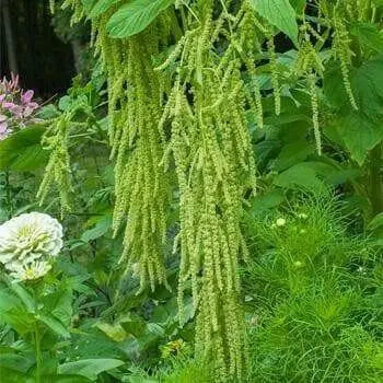 Love Lies Bleeding (Amaranthus Caudatus Green) FLOWERS Seeds, - Caribbean garden seed