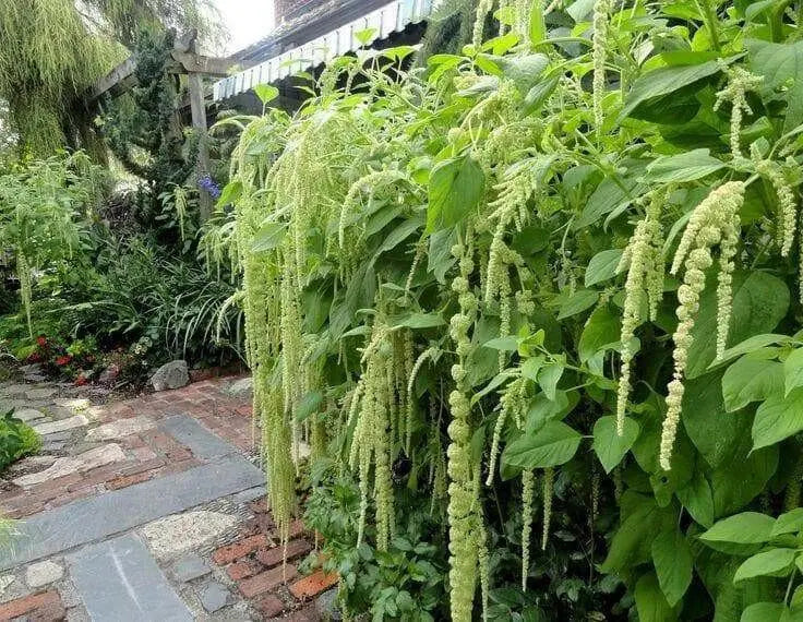 Love Lies Bleeding (Amaranthus Caudatus Green) FLOWERS Seeds, - Caribbean garden seed