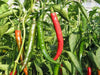 Lungo Picaro hot pepper Seeeds , Capsicum annuum, - Caribbean garden seed