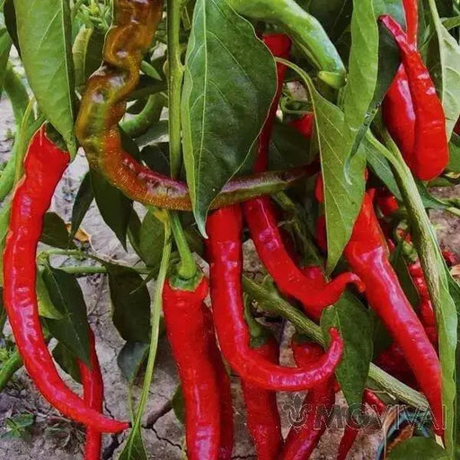 Lungo Picaro hot pepper Seeeds , Capsicum annuum, - Caribbean garden seed