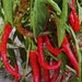 Lungo Picaro hot pepper Seeeds , Capsicum annuum, - Caribbean garden seed