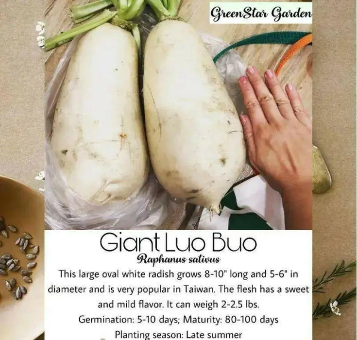 Luo Buo ,GIANT WHITE RADISH SEEDS, Asian Vegetable - Caribbean garden seed