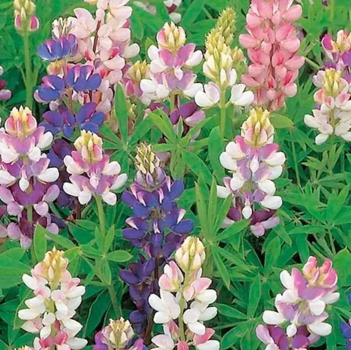 Lupine Seeds -Pixie Delight, Perennial flowers - Caribbean garden seed