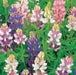 Lupine Seeds -Pixie Delight, Perennial flowers - Caribbean garden seed