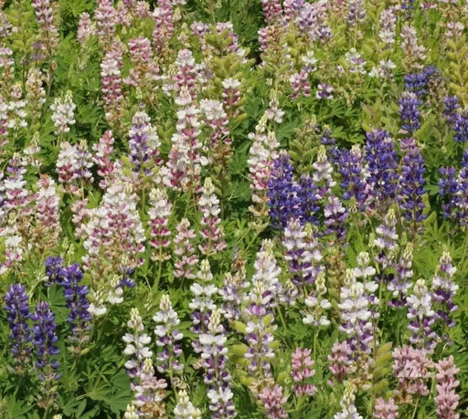 Lupine Seeds -Pixie Delight, Perennial flowers - Caribbean garden seed