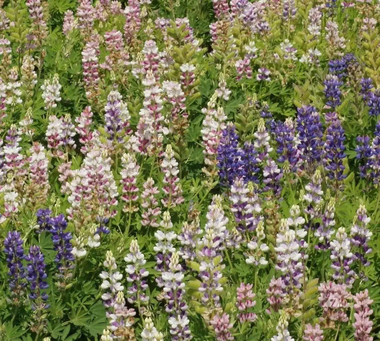 Lupine Seeds -Pixie Delight, Perennial flowers - Caribbean garden seed