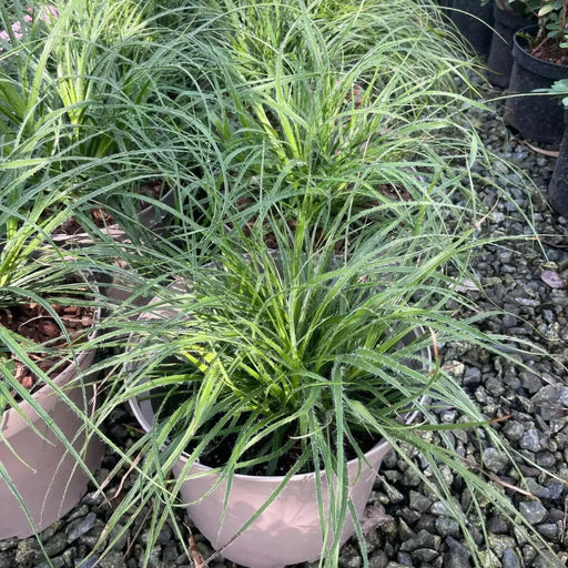 Luzula Colorgrass Lucius(LIVE PLANT) ORNAMENTAL FOLIAGE - Caribbean garden seed