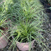 Luzula Colorgrass Lucius(LIVE PLANT) ORNAMENTAL FOLIAGE - Caribbean garden seed