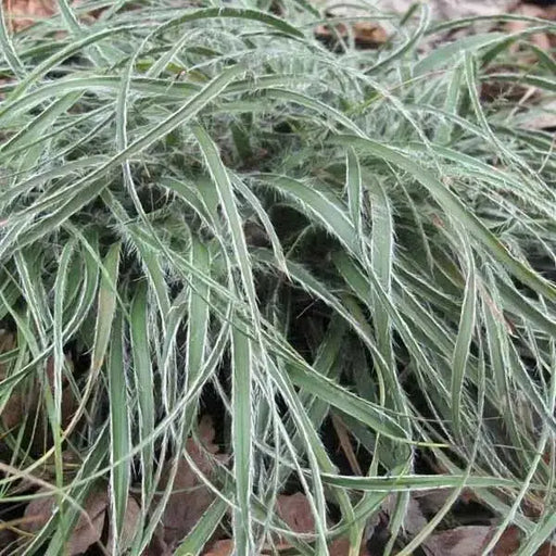 Luzula Colorgrass Lucius(LIVE PLANT) ORNAMENTAL FOLIAGE - Caribbean garden seed