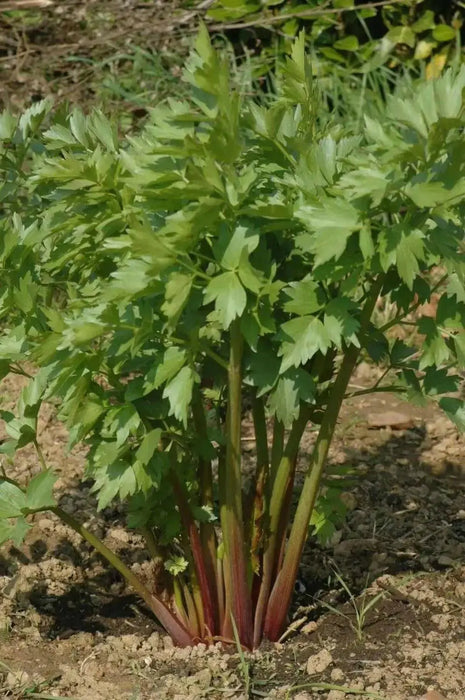 Lovage  HERB SEEDS (Levisticum Officinalis) - Caribbean garden seed
