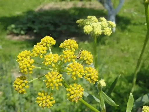 Lovage  HERB SEEDS (Levisticum Officinalis) - Caribbean garden seed