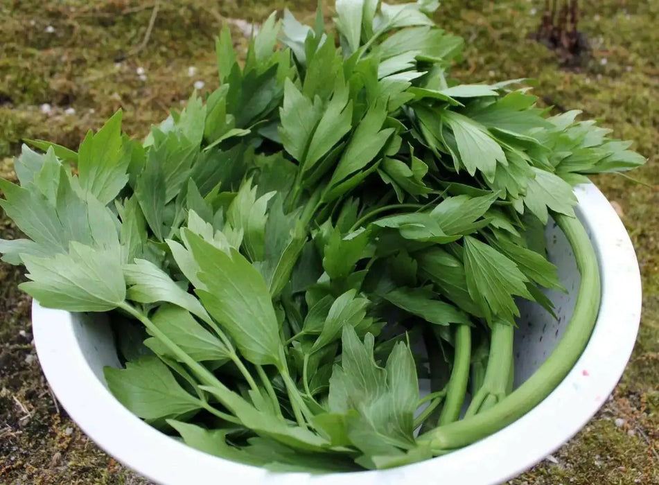 Lovage  HERB SEEDS (Levisticum Officinalis) - Caribbean garden seed