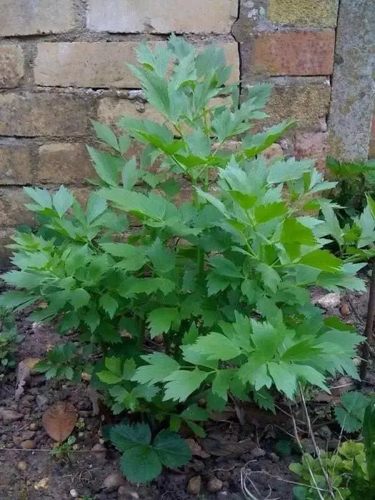 Lovage  HERB SEEDS (Levisticum Officinalis) - Caribbean garden seed