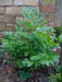 Lovage  HERB SEEDS (Levisticum Officinalis) - Caribbean garden seed