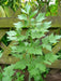 Lovage  HERB SEEDS (Levisticum Officinalis) - Caribbean garden seed