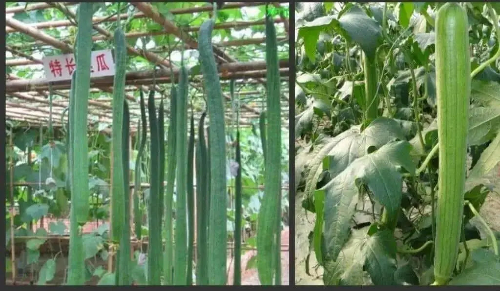 Luffa Angled Seeds "Extra Long" (Asian vegetable) Edible Luffa - Caribbean garden seed