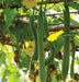 Luffa Angled Seeds "Extra Long" (Asian vegetable) Edible Luffa - Caribbean garden seed