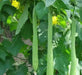 Luffa Angled Seeds "Extra Long" (Asian vegetable) Edible Luffa - Caribbean garden seed