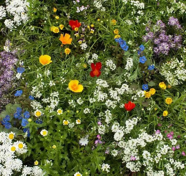 Low Growing Wildflower Seed Mixture, Annuals and Perennials - Caribbean garden seed