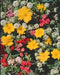 Low Growing Wildflower Seed Mixture, Annuals and Perennials - Caribbean garden seed