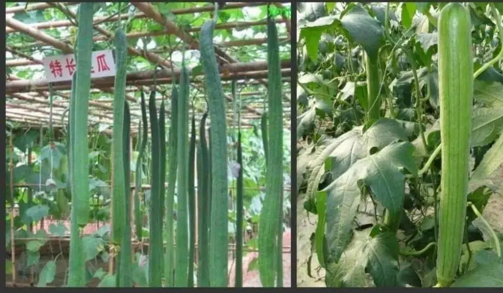 Luffa Angled Seeds "Smooth" (Asian vegetable)  Edible Luffa, Chinese okra - Caribbean garden seed