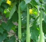 Luffa Angled Seeds "Smooth" (Asian vegetable)  Edible Luffa, Chinese okra - Caribbean garden seed