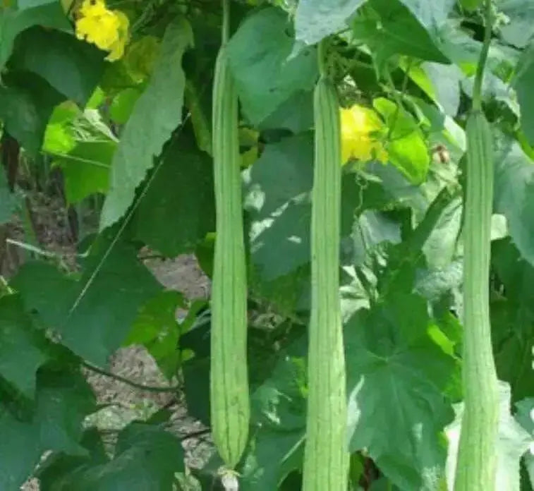 Luffa Angled Seeds "Smooth" (Asian vegetable)  Edible Luffa, Chinese okra - Caribbean garden seed